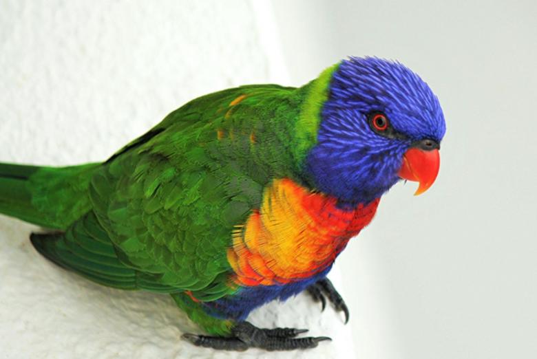 Free stock image of Colorful Lorikeet created by Pixabay