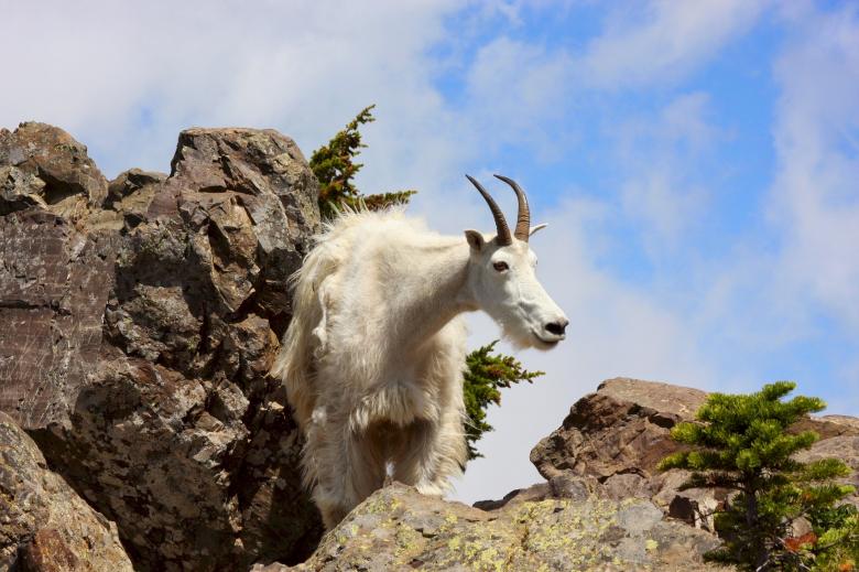 Free stock image of Mountain Goat created by Pixabay