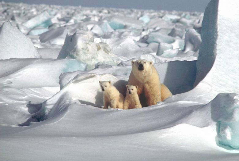 Free stock image of Polar Bears created by Pixabay