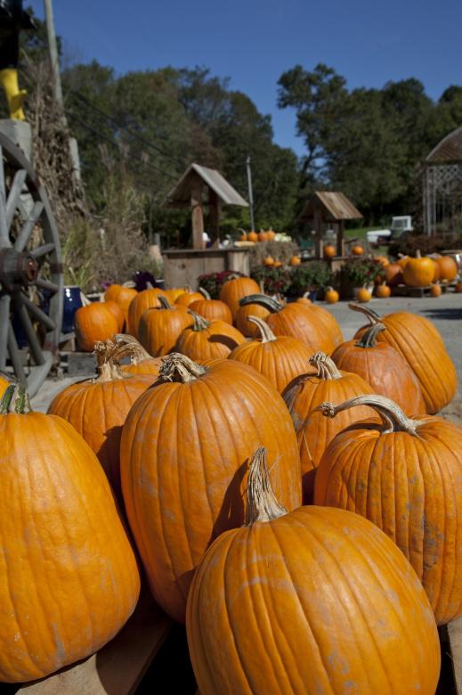 Free stock image of Bunch of Pumpkins created by Pixabay