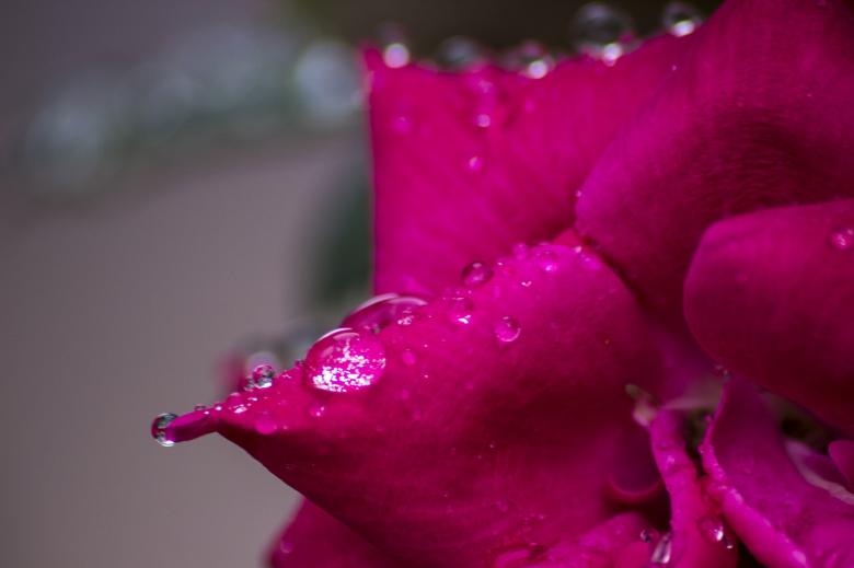 Free stock image of Raindrops on the Flower created by Pixabay