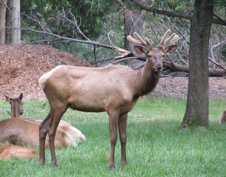 Free stock image of Red Deer created by Pixabay