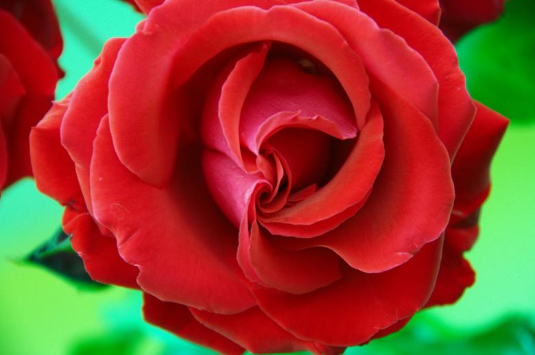 Free stock image of Red Rose created by Pixabay