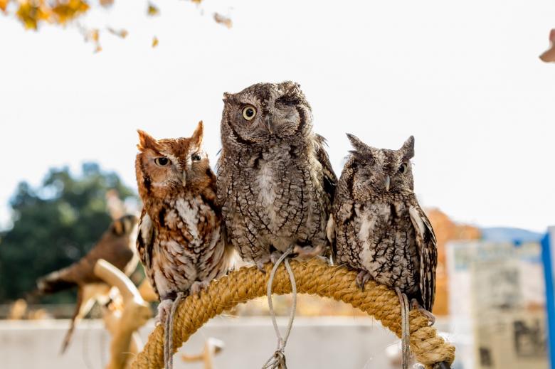 Free stock image of Screech Owls created by Pixabay