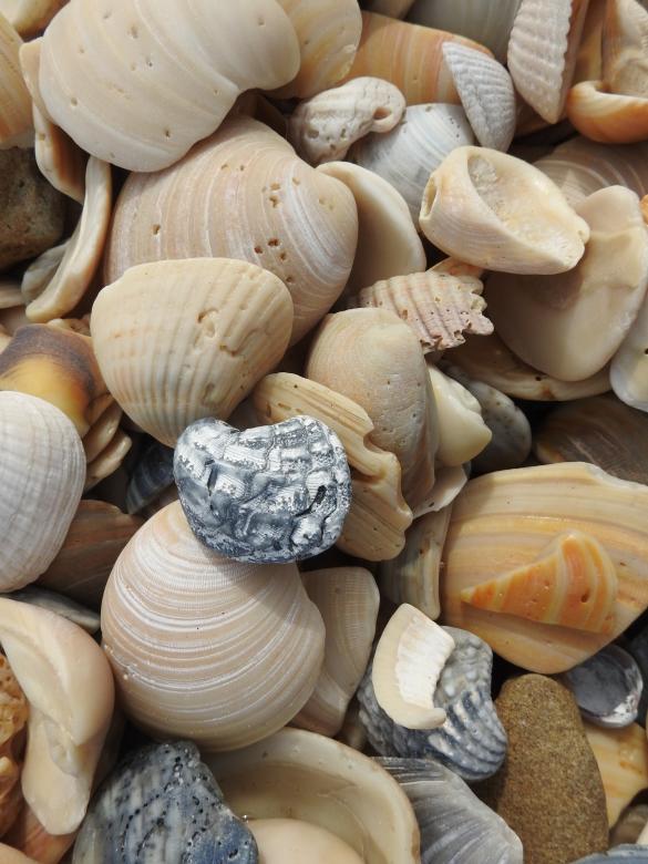 Free stock image of Seashells on the Shore created by Pixabay