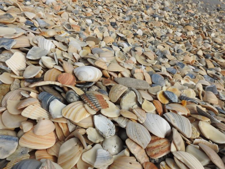 Free stock image of Seashells on the Shore created by Pixabay