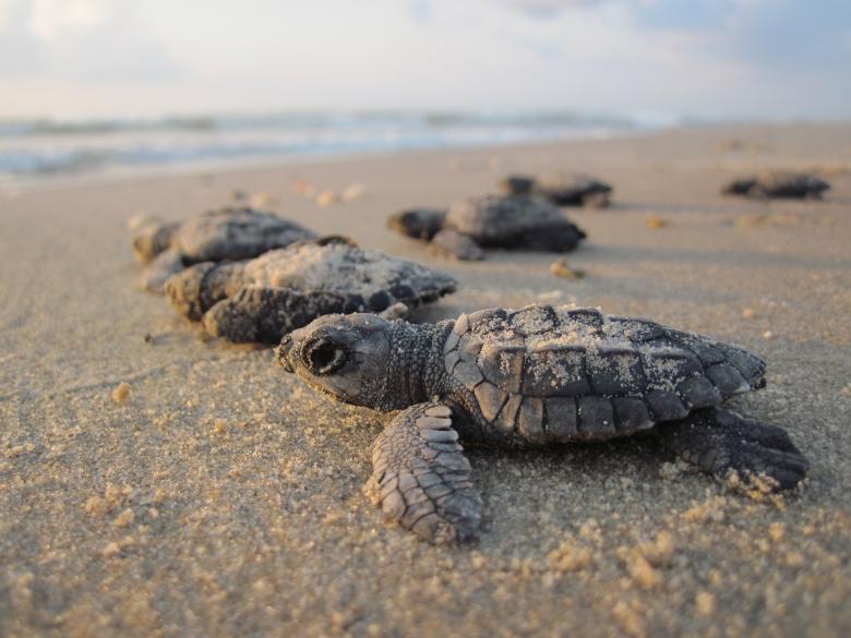 Free stock image of Sea Turtles created by Pixabay