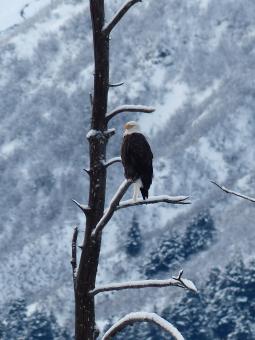 Bald Eagle - Free Stock Photo