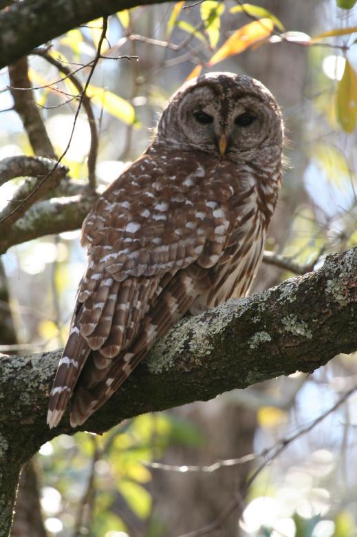 Free stock image of Barred Owl created by Pixabay