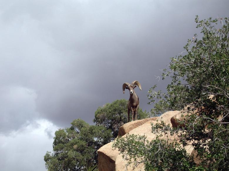 Free stock image of Bighorn Sheep created by Pixabay