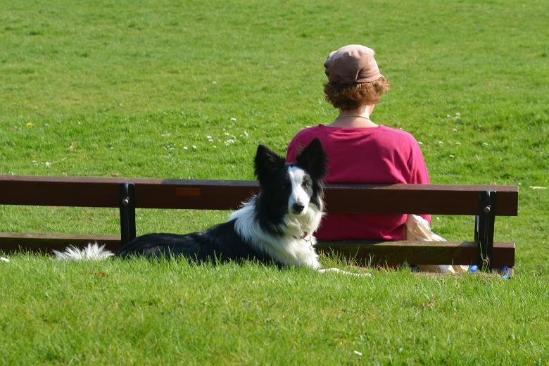 Free stock image of Border Collie created by Pixabay