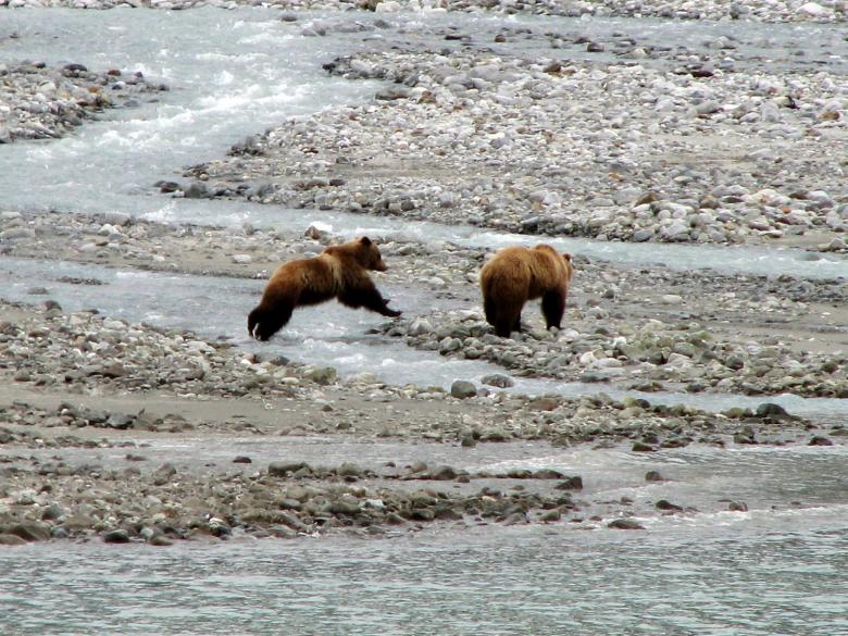 Free stock image of Brown Bears Hunting created by Pixabay