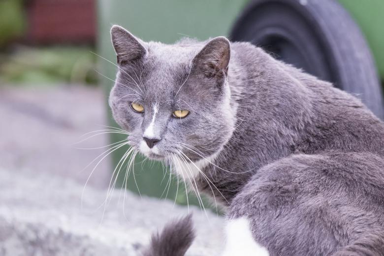 Free stock image of Pet Cat created by Pixabay