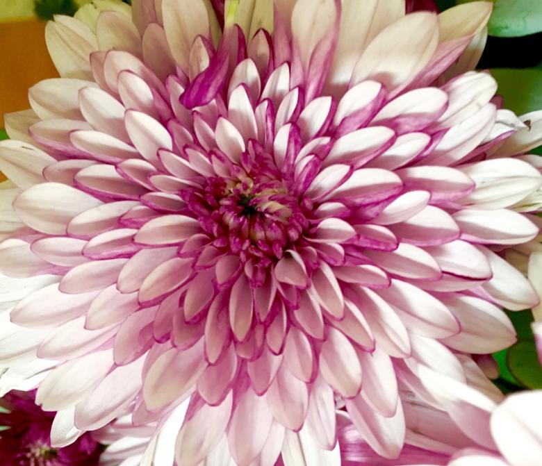 Free stock image of Fresh Chrysanthemum created by Pixabay