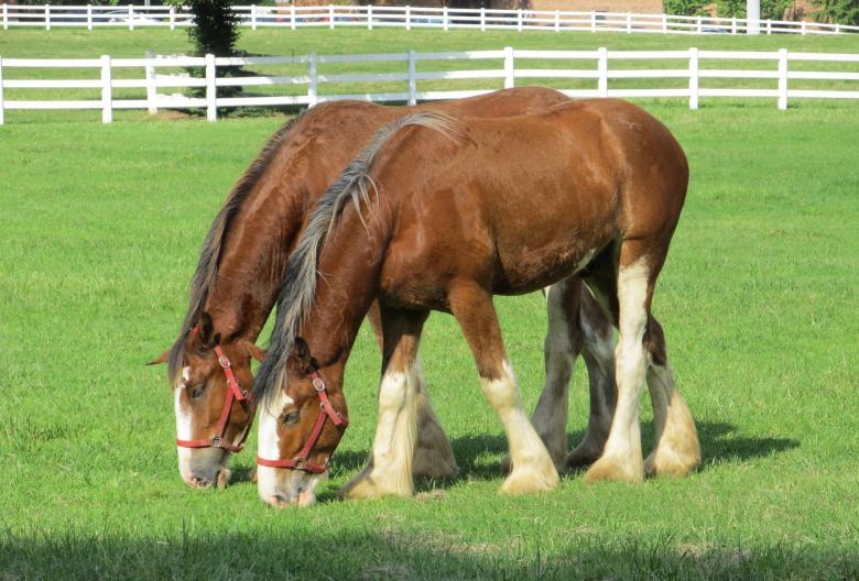 Free stock image of Clydesdale Farm created by Pixabay