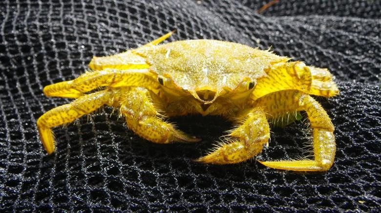 Free stock image of Yellow Crab created by Pixabay