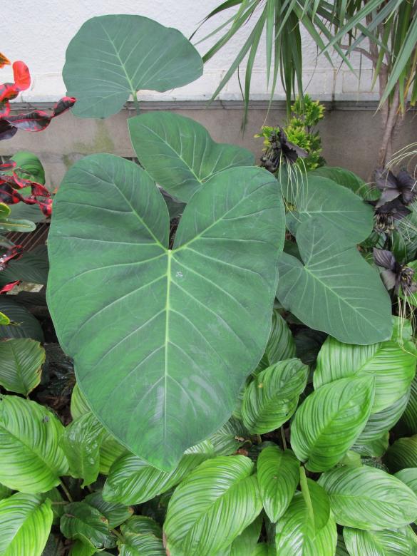 Free stock image of Elephant Ears created by Pixabay