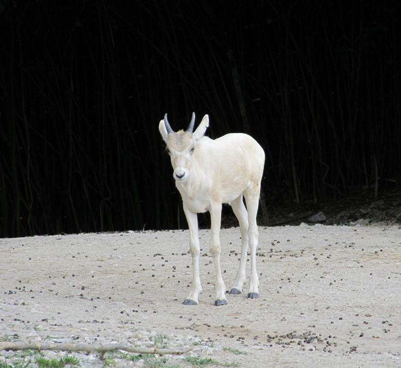 Free stock image of White Gazelle created by Pixabay
