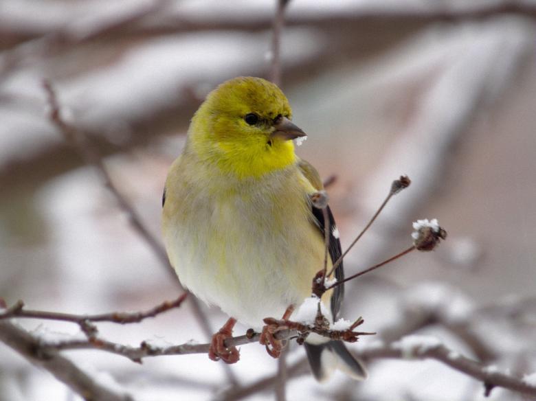 Free stock image of Goldfinch on the Branch created by Pixabay