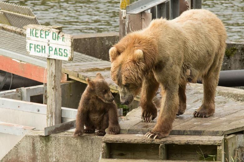 Free stock image of Kodiak Brown Bears created by Pixabay