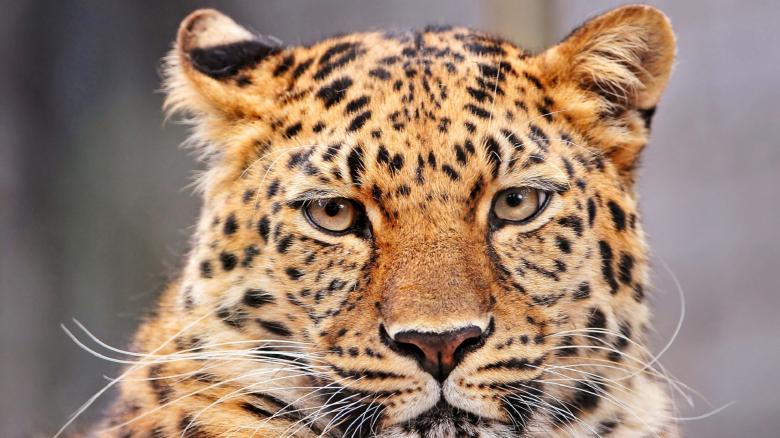 Free stock image of Wild Leopard created by Pixabay