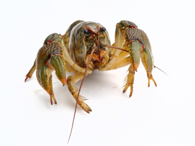 Free stock image of Lobster Closeup created by Pixabay