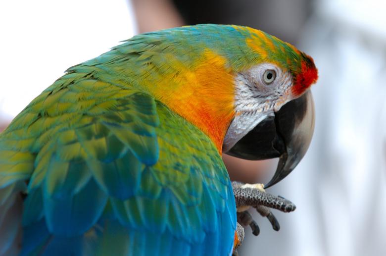 Free stock image of Colorful Macaw created by Pixabay