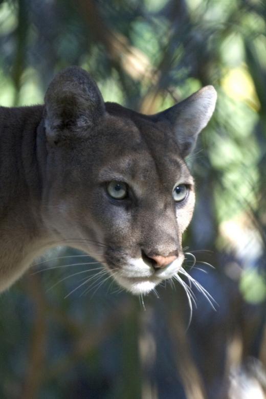 Free stock image of Mountain Lion created by Pixabay