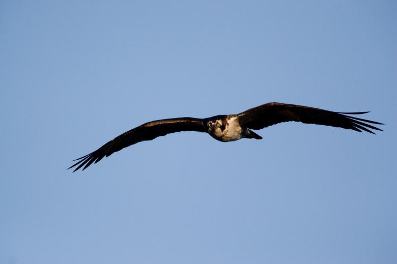 Free stock image of Osprey Flying created by Pixabay
