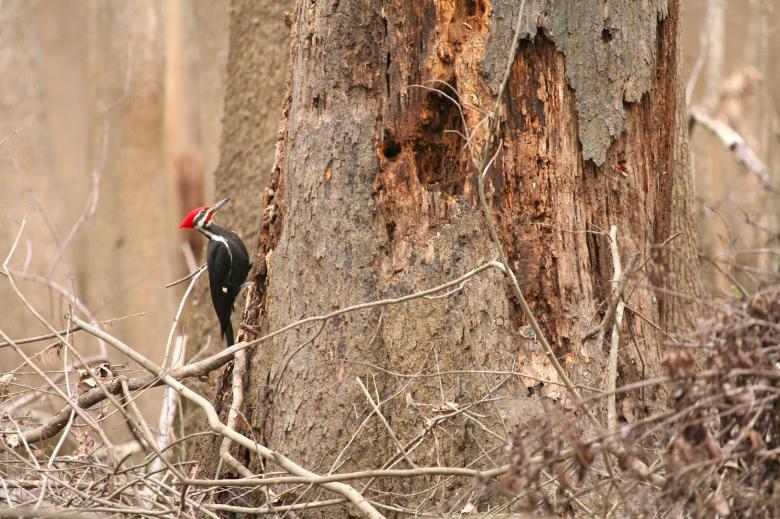 Free stock image of Pileated Woodepecker created by Pixabay