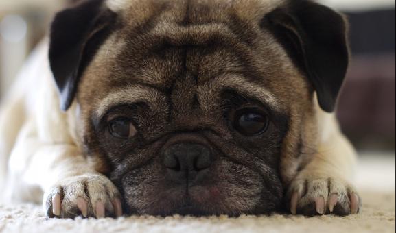Lonely Pug - Free Stock Photo