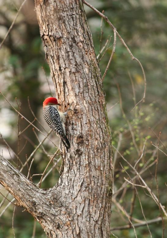 Free stock image of Red Bellied Woodpecker created by Pixabay