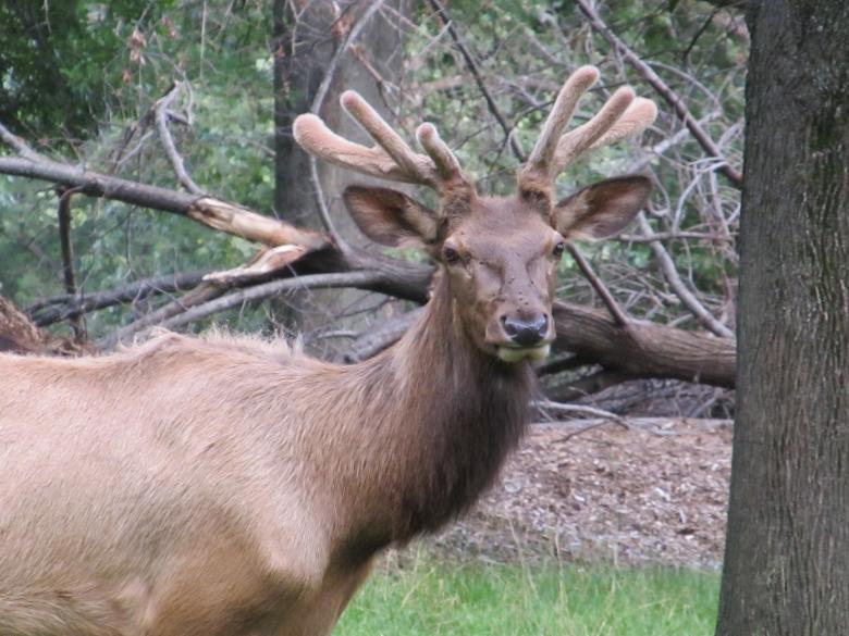Free stock image of Red Deer created by Pixabay