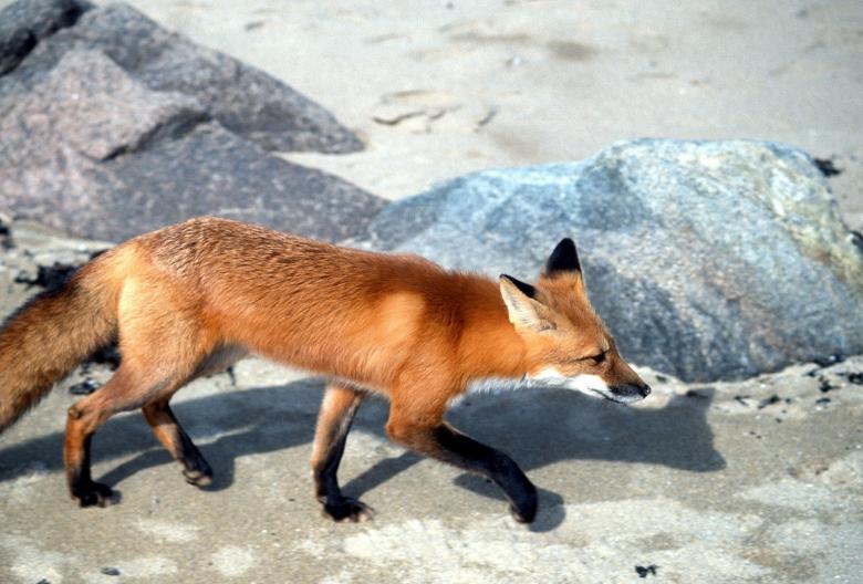Free stock image of Red Fox created by Pixabay