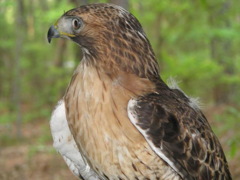 Free stock image of Red Tailed Hawk created by Pixabay