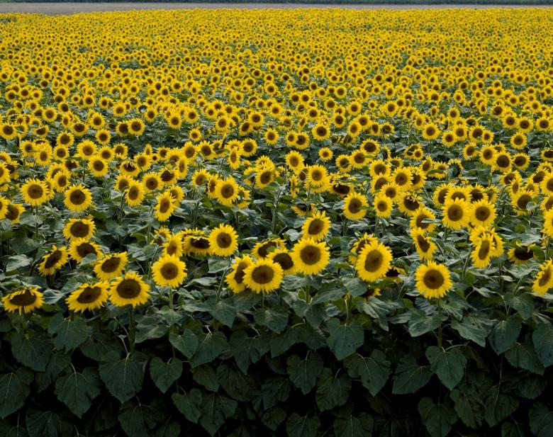 Free stock image of Sunflower Field created by Pixabay