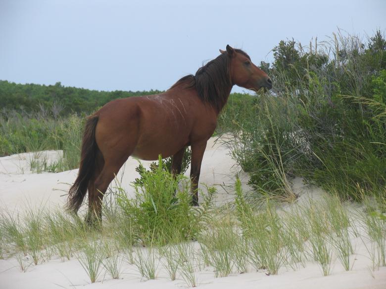 Free stock image of Wild Pony created by Pixabay