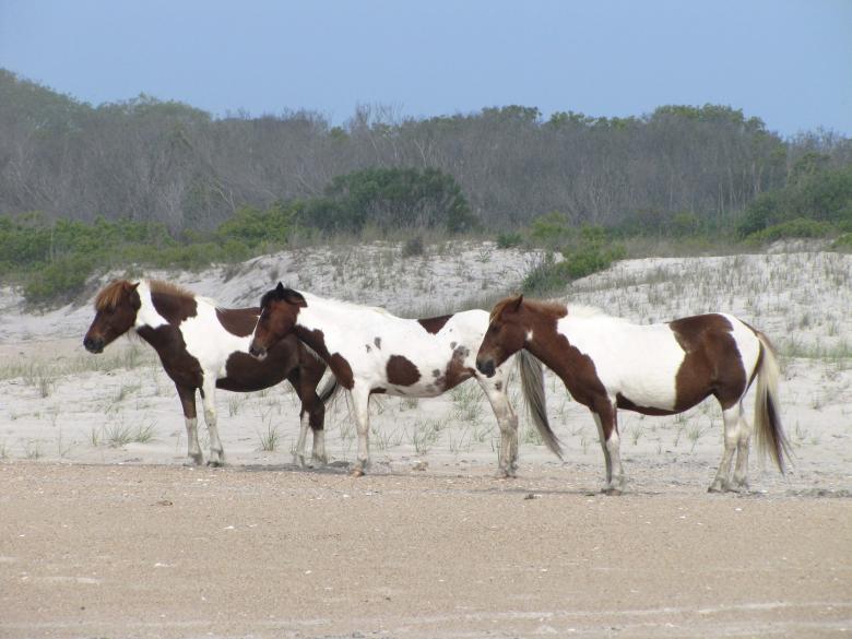 Free stock image of Wild Ponies created by Pixabay