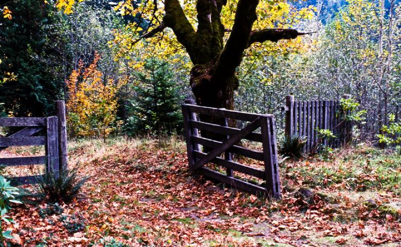 Free stock image of Fallen Leaves created by Pixabay
