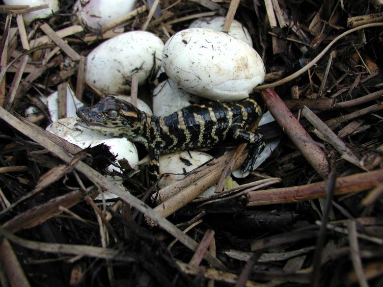Free stock image of Baby Alligator created by Pixabay