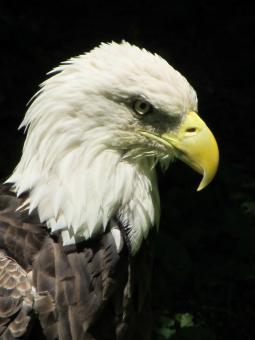 Bald Eagle - Free Stock Photo