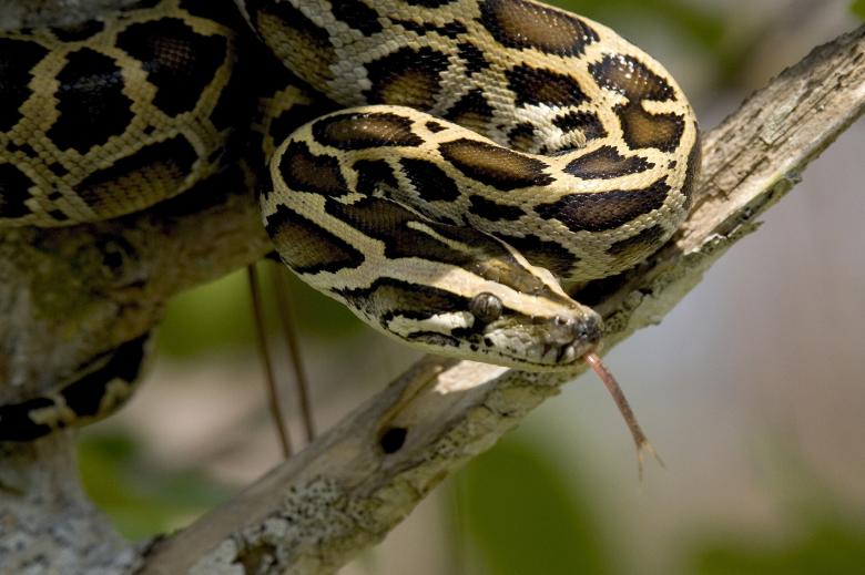 Free stock image of Burmese Python created by Pixabay