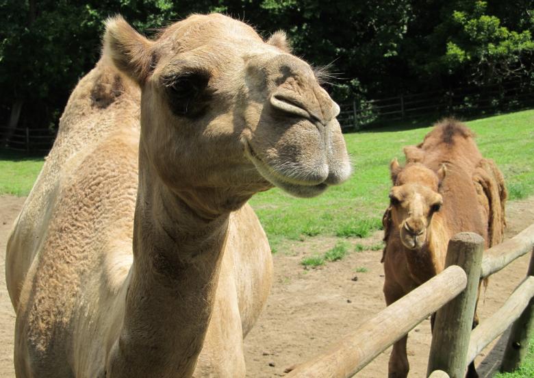 Free stock image of Camel Closeup created by Pixabay