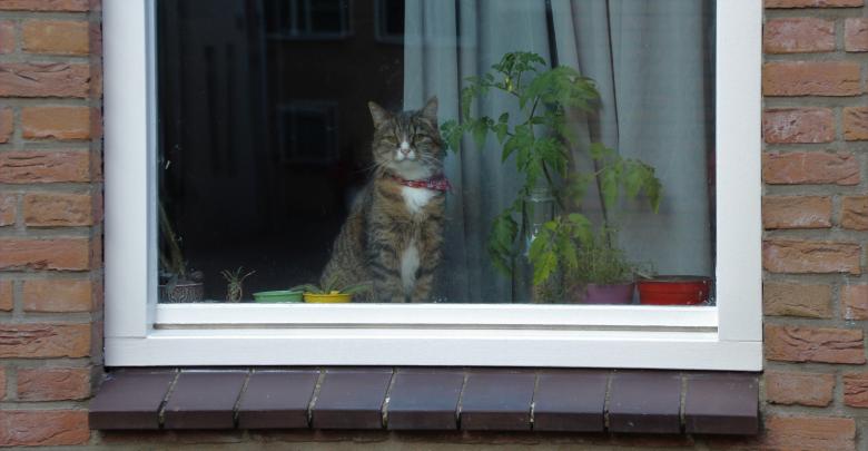 Free stock image of Cat in the Window created by Pixabay