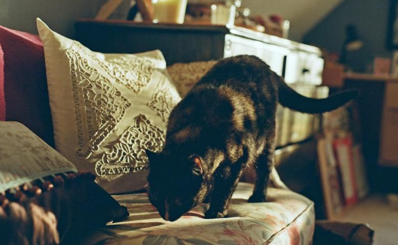 Free stock image of Cat on the Sofa created by Pixabay