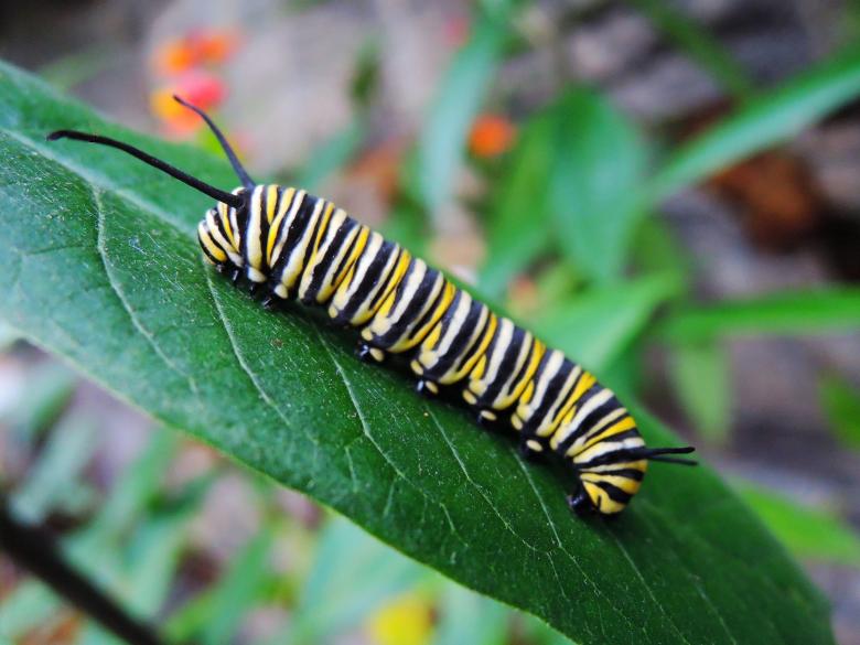 Free stock image of Caterpillar on the Leave created by Pixabay