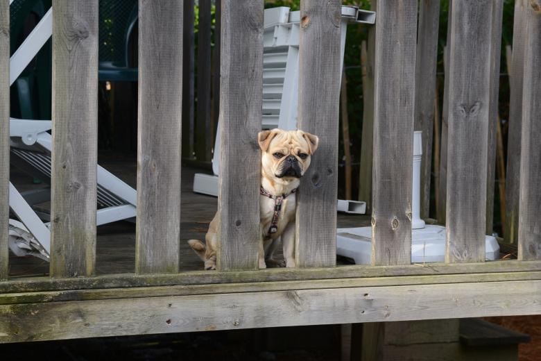 Free stock image of Pet Dog created by Pixabay