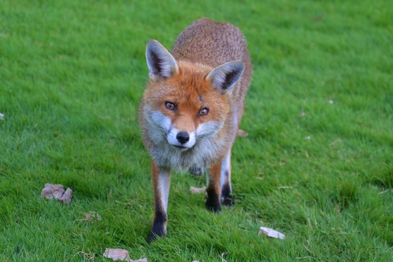 Free stock image of Red Fox created by Pixabay