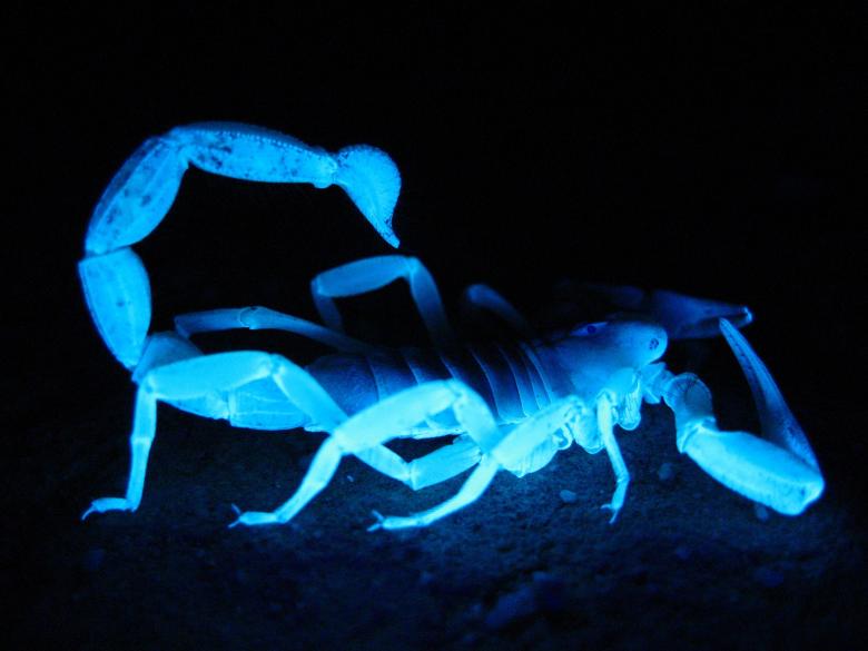 Free stock image of Giant Hairy Scorpion created by Pixabay