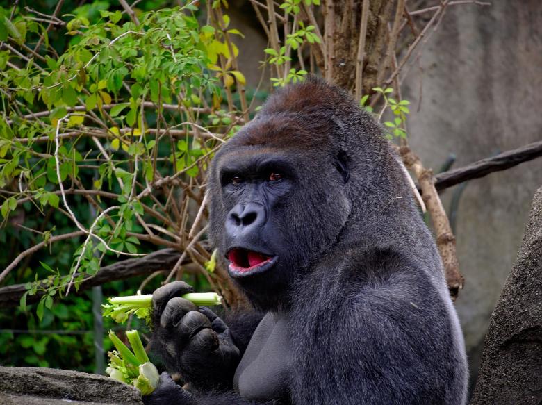 Free stock image of Wild Gorilla created by Pixabay